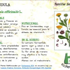 La caléndula sirve como alimento, es rica en nutrientes y medicinal. Sus pétalos dan color y sabor a ensaladas.