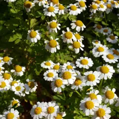 Un campo lleno de flores blancas con centros amarillos. La camomila es manzanilla, perfecta para un té relajante.