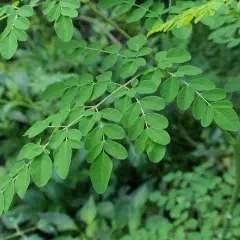 Ramas de moringa con hojas verdes vibrantes, destacando sus múltiples moringa propiedades.