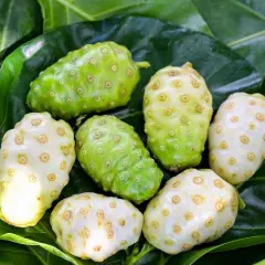 Fruta noni, verde y blanca, con textura rugosa y llena de pequeños hoyuelos, reposa sobre hojas verdes vibrantes.
