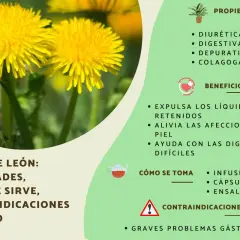 El diente de león, una flor amarilla vibrante, se muestra con sus propiedades y beneficios para la salud.
