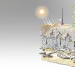 Ilustración detallada de las capas de la piel, mostrando la epidermis, dermis y tejido adiposo, con elementos como el sol, un termómetro y una herida.