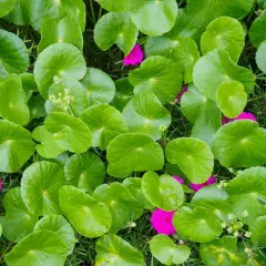 Hojas verdes y redondas de centella asiática cubren el suelo, salpicadas de pequeñas flores fucsias.
