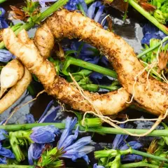 Raíz de achicoria, con sus delicadas flores azules y tallos verdes, lista para ser utilizada en remedios naturales.