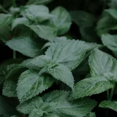Hojas verdes y texturizadas de melisa, conocida por sus propiedades calmantes y digestivas.