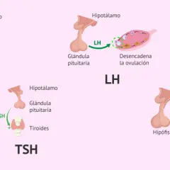 Ilustración de tipos de hormonas: FSH para desarrollo folicular, LH para ovulación, TSH para tiroides y Prolactina para secreción de leche.