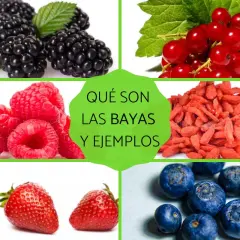 Imágenes de moras, frambuesas, grosellas, bayas de goji, fresas y arándanos. Descubre qué son las bayas y sus ejemplos.