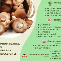 Hongos shiitake en una cesta, destacando sus propiedades antiinflamatorias, antivirales y anticancerígenas. Beneficios y cómo consumirlos.