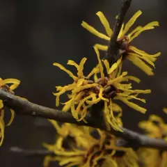 Flores amarillas de hamamelis en una rama, destacando sus propiedades medicinales y su belleza otoñal.