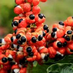 Racimos de guarana fruta, con sus cálices anaranjados abiertos revelando semillas negras y blancas, como pequeños ojos curiosos.