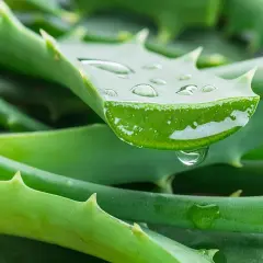 Gotas de gel de aloe vera sobre hojas verdes, revelando los beneficios del aloe vera en la piel.