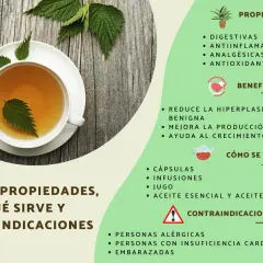 Té de ortiga, destacando sus beneficios como digestivos, antiinflamatorios y para el crecimiento del cabello.
