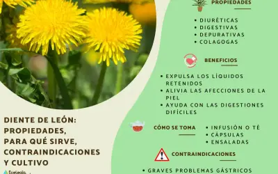 El diente de león, una flor amarilla vibrante, se muestra con sus propiedades y beneficios para la salud.