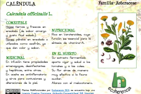 La caléndula sirve como alimento, es rica en nutrientes y medicinal. Sus pétalos dan color y sabor a ensaladas.