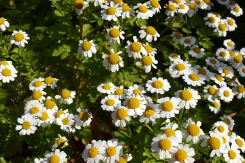 Un campo lleno de flores blancas con centros amarillos. La camomila es manzanilla, perfecta para un té relajante.