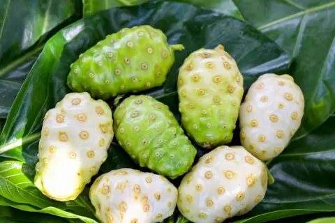 Fruta noni, verde y blanca, con textura rugosa y llena de pequeños hoyuelos, reposa sobre hojas verdes vibrantes.