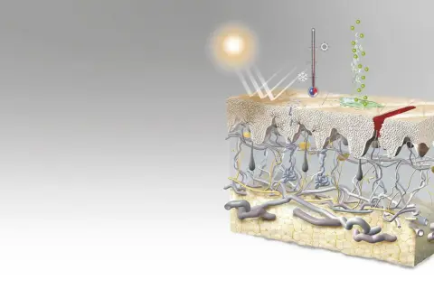 Ilustración detallada de las capas de la piel, mostrando la epidermis, dermis y tejido adiposo, con elementos como el sol, un termómetro y una herida.