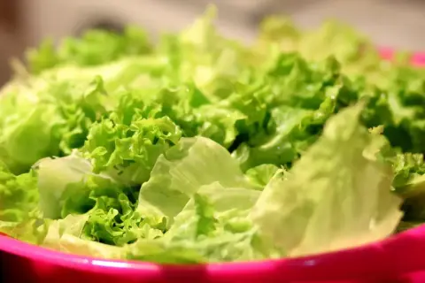 Lechuga fresca y crujiente en un bol rosa, lista para disfrutar de sus propiedades saludables.