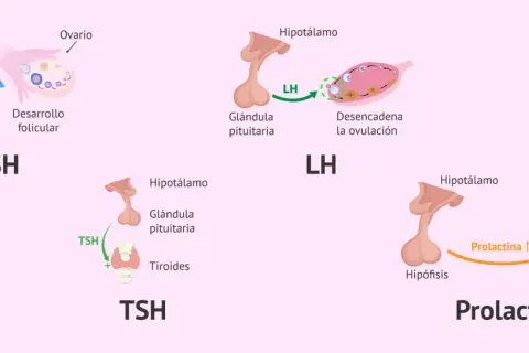 Ilustración de tipos de hormonas: FSH para desarrollo folicular, LH para ovulación, TSH para tiroides y Prolactina para secreción de leche.