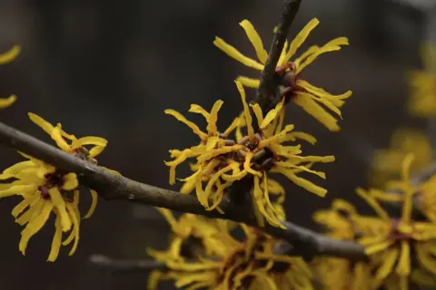 Flores amarillas de hamamelis en una rama, destacando sus propiedades medicinales y su belleza otoñal.