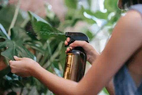 Persona rocía un líquido de una botella ámbar sobre una hoja verde. Podría ser aceite de neem para cuidar las plantas.