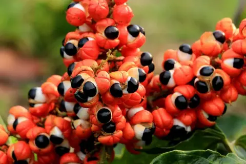 Racimos de guarana fruta, con sus cálices anaranjados abiertos revelando semillas negras y blancas, como pequeños ojos curiosos.