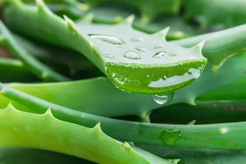 Gotas de gel de aloe vera sobre hojas verdes, revelando los beneficios del aloe vera en la piel.