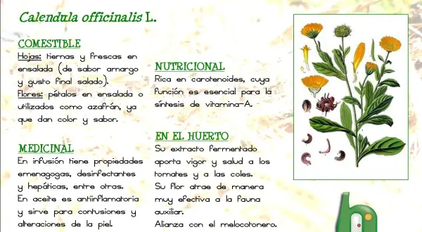 La caléndula sirve como alimento, es rica en nutrientes y medicinal. Sus pétalos dan color y sabor a ensaladas.