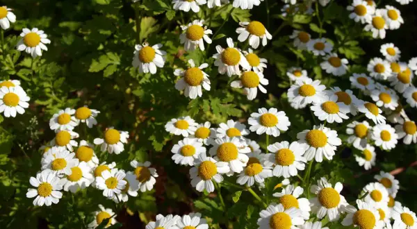 Un campo lleno de flores blancas con centros amarillos. La camomila es manzanilla, perfecta para un té relajante.