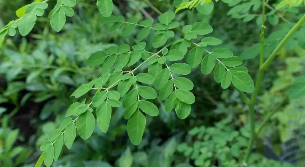 Ramas de moringa con hojas verdes vibrantes, destacando sus múltiples moringa propiedades.