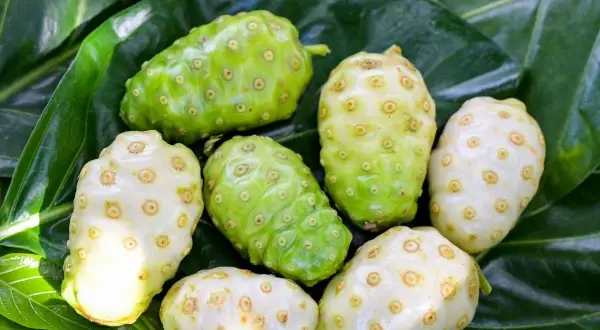 Fruta noni, verde y blanca, con textura rugosa y llena de pequeños hoyuelos, reposa sobre hojas verdes vibrantes.