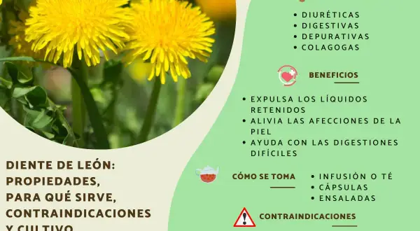 El diente de león, una flor amarilla vibrante, se muestra con sus propiedades y beneficios para la salud.