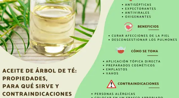 Aceite de árbol de té: sus propiedades antisépticas y antivirales lo hacen útil para afecciones de la piel y descongestionar pulmones.