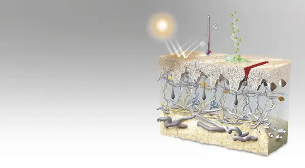 Ilustración detallada de las capas de la piel, mostrando la epidermis, dermis y tejido adiposo, con elementos como el sol, un termómetro y una herida.