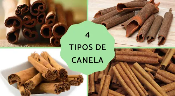 Cuatro tipos de canela: Saigón, Cassia, Ceilán y Korintje. Descubre los beneficios de la canela en tu cocina.