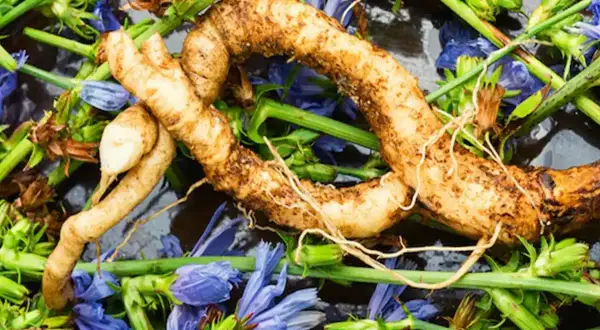 Raíz de achicoria, con sus delicadas flores azules y tallos verdes, lista para ser utilizada en remedios naturales.