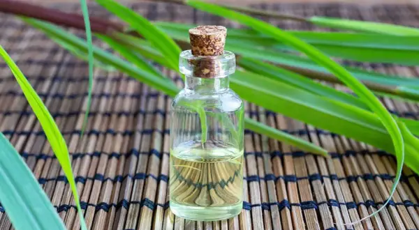 Aceite esencial de citronela en frasco de vidrio, rodeado de hojas verdes. Descubre qué es la citronela y sus usos.
