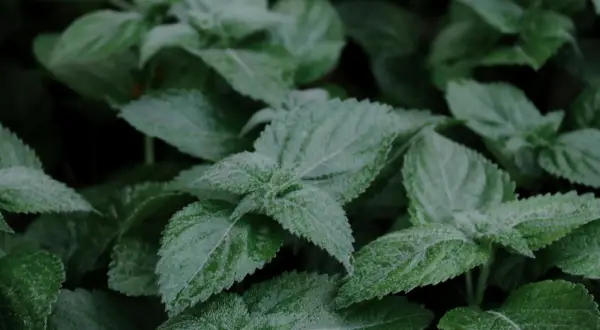 Hojas verdes y texturizadas de melisa, conocida por sus propiedades calmantes y digestivas.