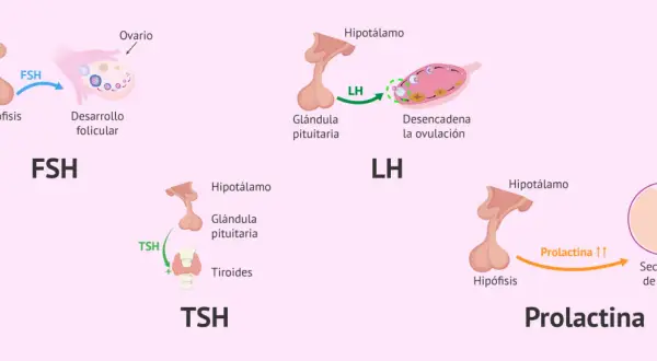 Ilustración de tipos de hormonas: FSH para desarrollo folicular, LH para ovulación, TSH para tiroides y Prolactina para secreción de leche.