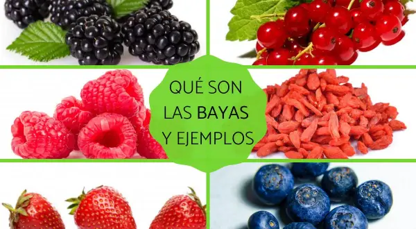 Imágenes de moras, frambuesas, grosellas, bayas de goji, fresas y arándanos. Descubre qué son las bayas y sus ejemplos.