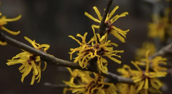 Flores amarillas de hamamelis en una rama, destacando sus propiedades medicinales y su belleza otoñal.