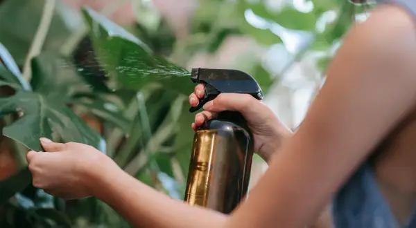 Persona rocía un líquido de una botella ámbar sobre una hoja verde. Podría ser aceite de neem para cuidar las plantas.