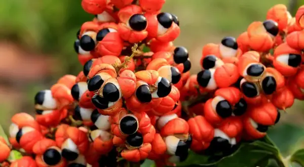 Racimos de guarana fruta, con sus cálices anaranjados abiertos revelando semillas negras y blancas, como pequeños ojos curiosos.