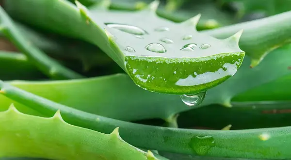Gotas de gel de aloe vera sobre hojas verdes, revelando los beneficios del aloe vera en la piel.