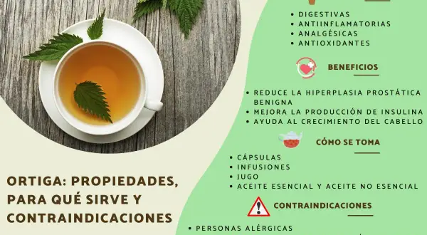 Té de ortiga, destacando sus beneficios como digestivos, antiinflamatorios y para el crecimiento del cabello.