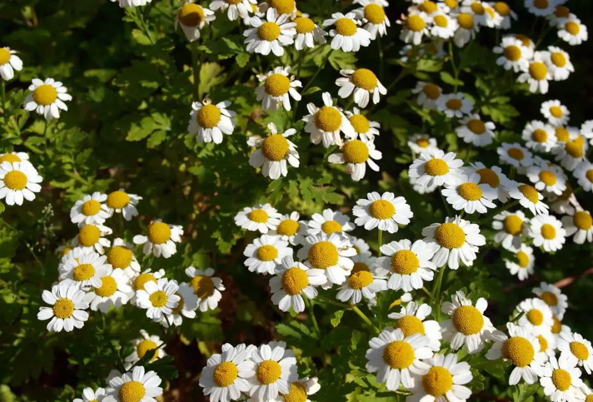 Un campo lleno de flores blancas con centros amarillos. La camomila es manzanilla, perfecta para un té relajante.