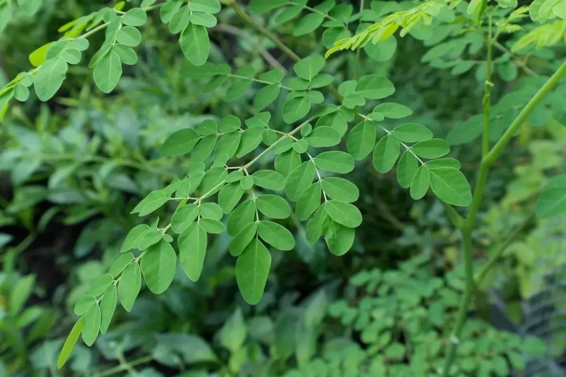 Ramas de moringa con hojas verdes vibrantes, destacando sus múltiples moringa propiedades.