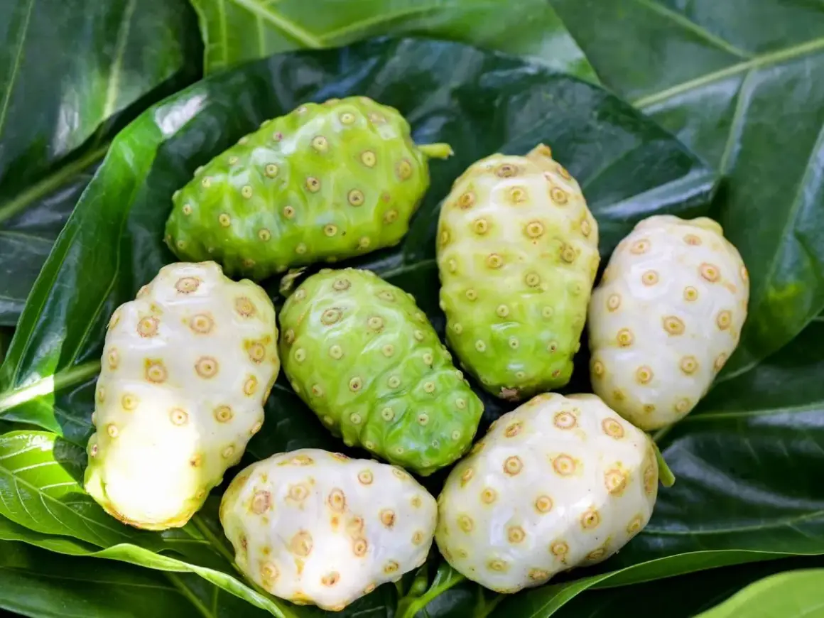 Fruta noni, verde y blanca, con textura rugosa y llena de pequeños hoyuelos, reposa sobre hojas verdes vibrantes.