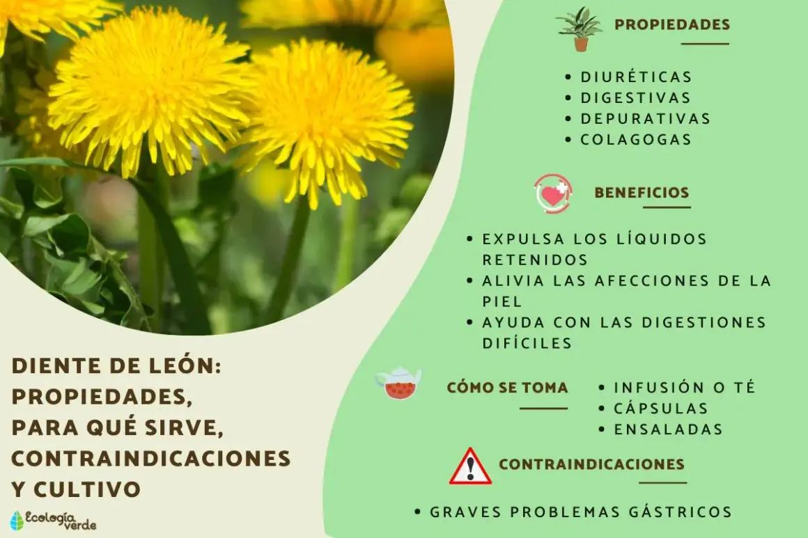 El diente de león, una flor amarilla vibrante, se muestra con sus propiedades y beneficios para la salud.