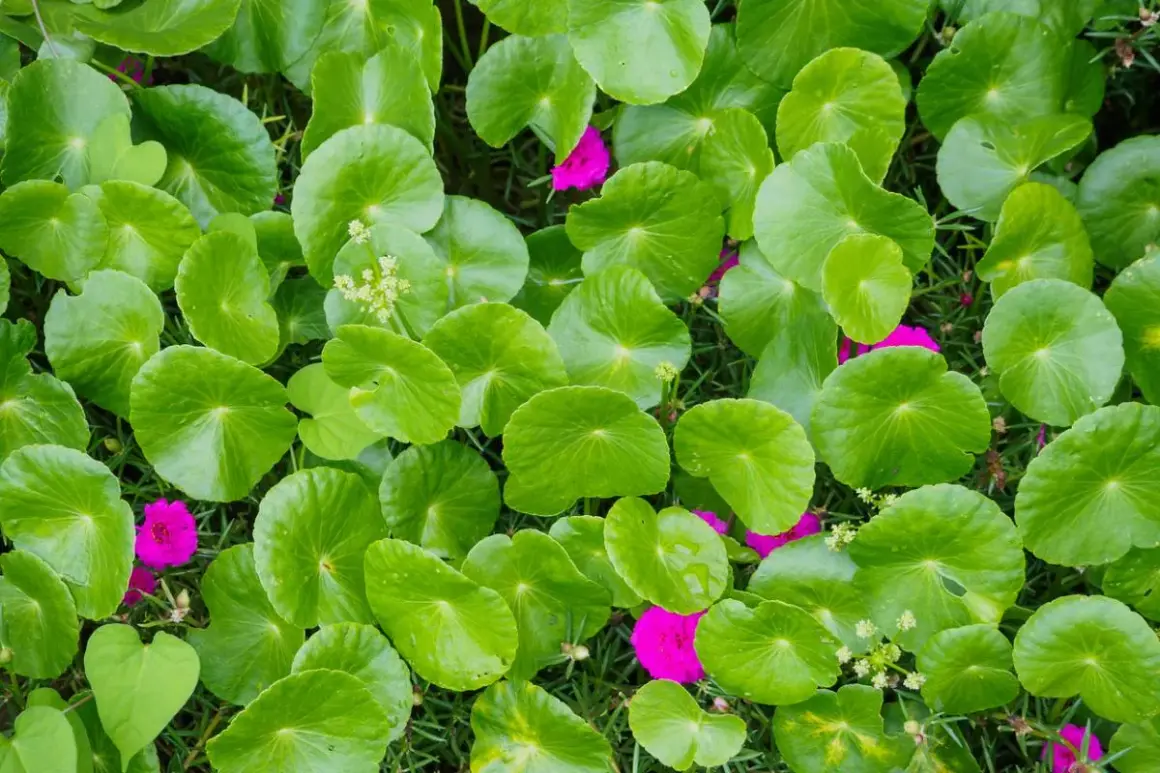 Hojas verdes y redondas de centella asiática cubren el suelo, salpicadas de pequeñas flores fucsias.